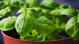 basil